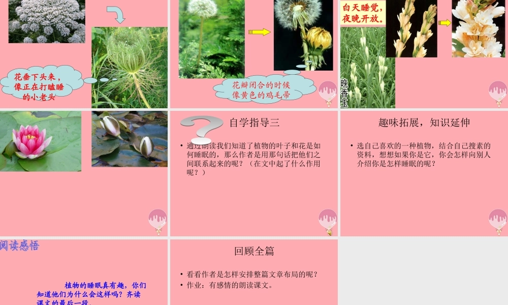 三年级语文上册 第三单元 植物的睡眠课件4 西师大版-西师大版小学三年级上册语文课件