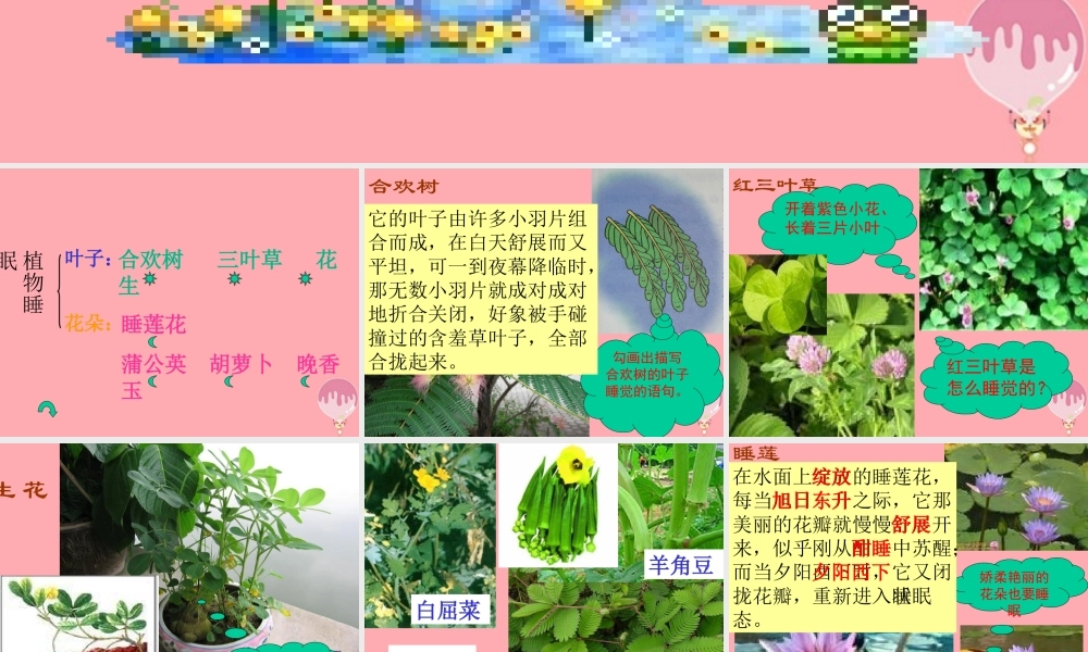 三年级语文上册 第三单元 植物的睡眠课件5 西师大版-西师大版小学三年级上册语文课件