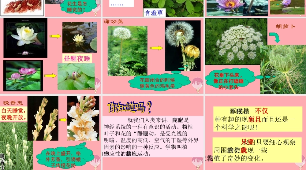 三年级语文上册 第三单元 植物的睡眠课件5 西师大版-西师大版小学三年级上册语文课件