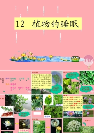 三年级语文上册 第三单元 植物的睡眠课件5 西师大版-西师大版小学三年级上册语文课件