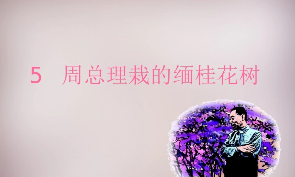 三年级语文上册《周总理栽的缅桂花树》课件 语文A版-语文A版小学三年级上册语文课件