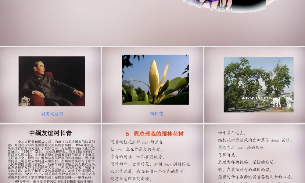 三年级语文上册《周总理栽的缅桂花树》课件 语文A版-语文A版小学三年级上册语文课件