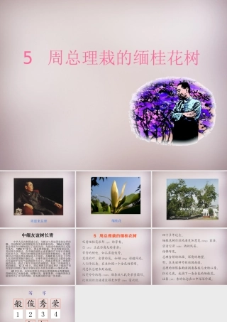 三年级语文上册《周总理栽的缅桂花树》课件 语文A版-语文A版小学三年级上册语文课件