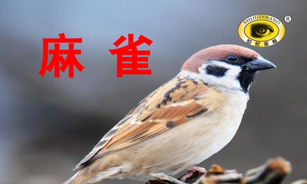 三年级语文下册 1《亲情》麻雀教学课件 北师大版-北师大版小学三年级下册语文课件