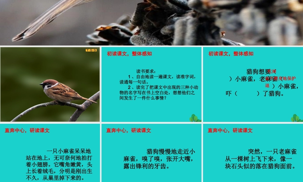 三年级语文下册 1《亲情》麻雀教学课件 北师大版-北师大版小学三年级下册语文课件