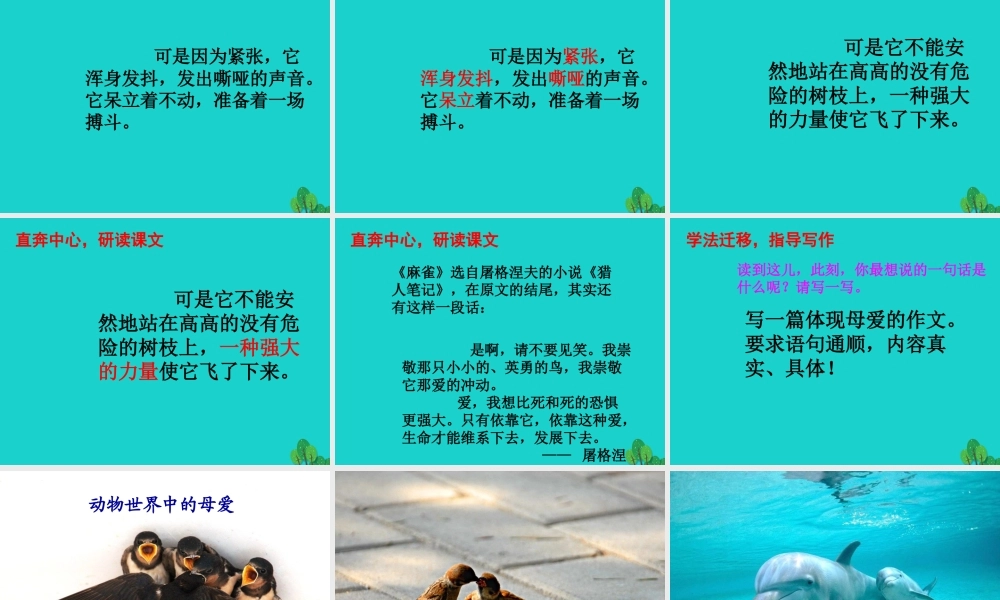 三年级语文下册 1《亲情》麻雀教学课件 北师大版-北师大版小学三年级下册语文课件