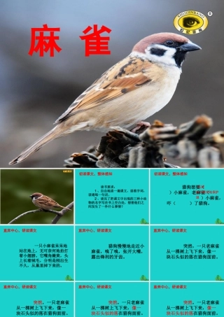 三年级语文下册 1《亲情》麻雀教学课件 北师大版-北师大版小学三年级下册语文课件