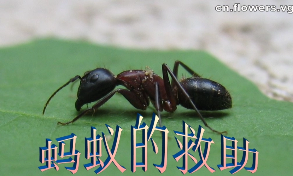 三年级语文下册 第2单元 7《蚂蚁的救助》课件2 语文S版-语文S版小学三年级下册语文课件