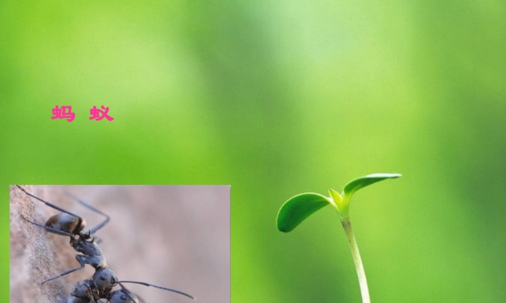 三年级语文下册 第2单元 7《蚂蚁的救助》课件3 语文S版-语文S版小学三年级下册语文课件