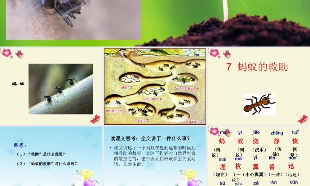 三年级语文下册 第2单元 7《蚂蚁的救助》课件3 语文S版-语文S版小学三年级下册语文课件