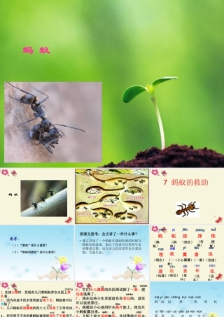 三年级语文下册 第2单元 7《蚂蚁的救助》课件3 语文S版-语文S版小学三年级下册语文课件