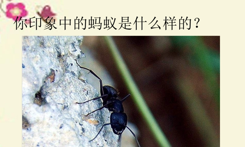 三年级语文下册 第2单元 7《蚂蚁的救助》课件6 语文S版-语文S版小学三年级下册语文课件