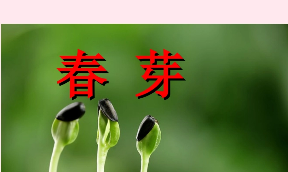 三年级语文下册 2.4《春芽》课件 长春版-长春版小学三年级下册语文课件