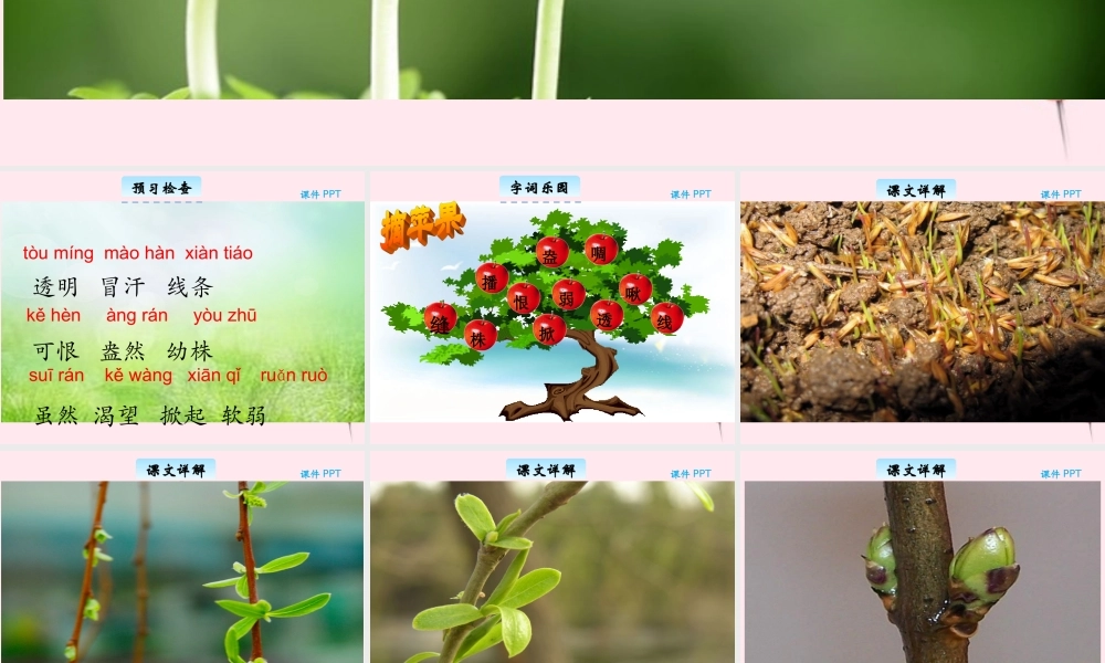 三年级语文下册 2.4《春芽》课件 长春版-长春版小学三年级下册语文课件
