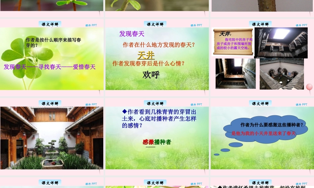 三年级语文下册 2.4《春芽》课件 长春版-长春版小学三年级下册语文课件