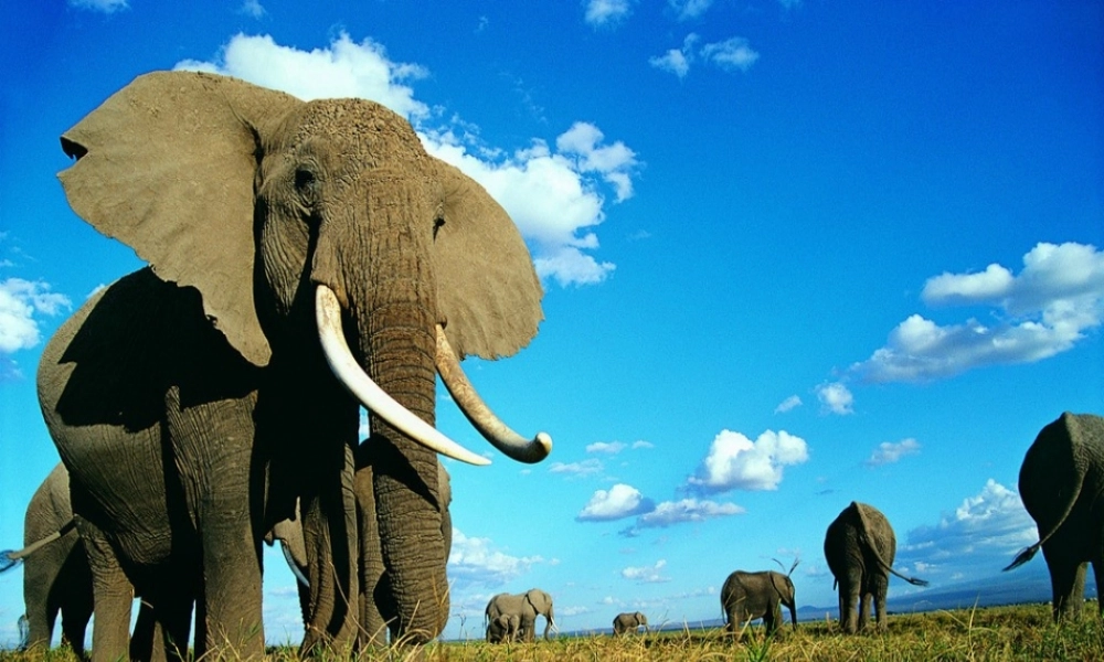 三年级语文下册 第2单元 8《大象保姆》课件3 语文S版-语文S版小学三年级下册语文课件