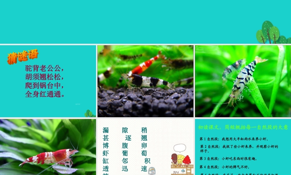 三年级语文下册 3《可爱的小生灵》小虾教学课件 北师大版-北师大版小学三年级下册语文课件