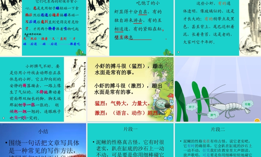三年级语文下册 3《可爱的小生灵》小虾教学课件 北师大版-北师大版小学三年级下册语文课件