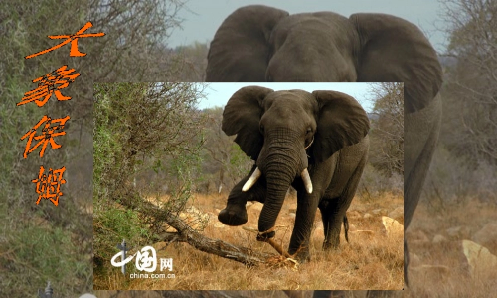 三年级语文下册 第2单元 8《大象保姆》课件6 语文S版-语文S版小学三年级下册语文课件