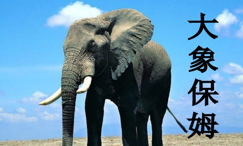 三年级语文下册 第2单元 8《大象保姆》课件7 语文S版-语文S版小学三年级下册语文课件