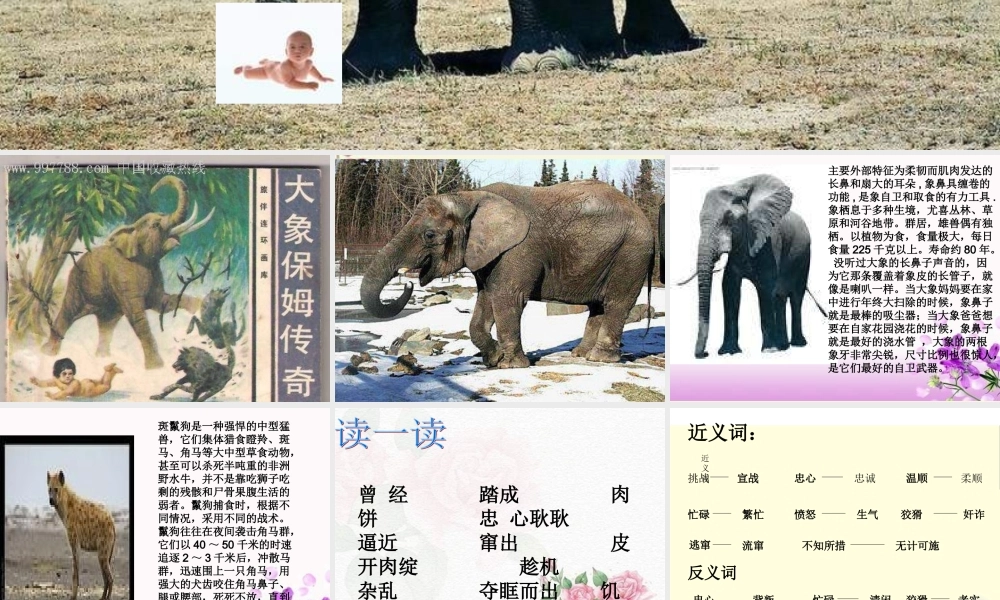 三年级语文下册 第2单元 8《大象保姆》课件7 语文S版-语文S版小学三年级下册语文课件