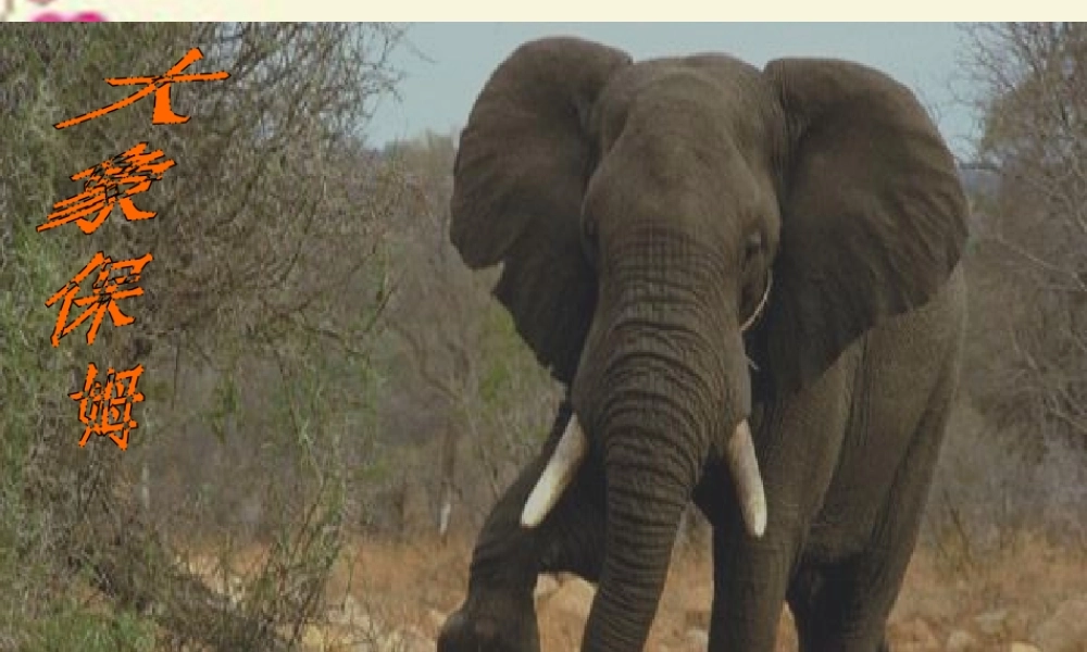 三年级语文下册 第2单元 8《大象保姆》课件10 语文S版-语文S版小学三年级下册语文课件