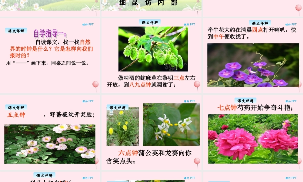 三年级语文下册 10.3《自然界的时钟》课件 长春版-长春版小学三年级下册语文课件