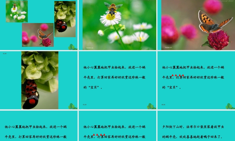 三年级语文下册 4《观察与发现》装满昆虫的口袋教学课件 北师大版-北师大版小学三年级下册语文课件