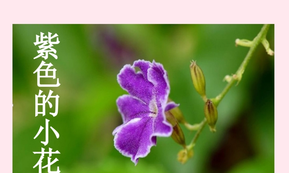 三年级语文下册 8.1《紫色的小花》课件 长春版-长春版小学三年级下册语文课件