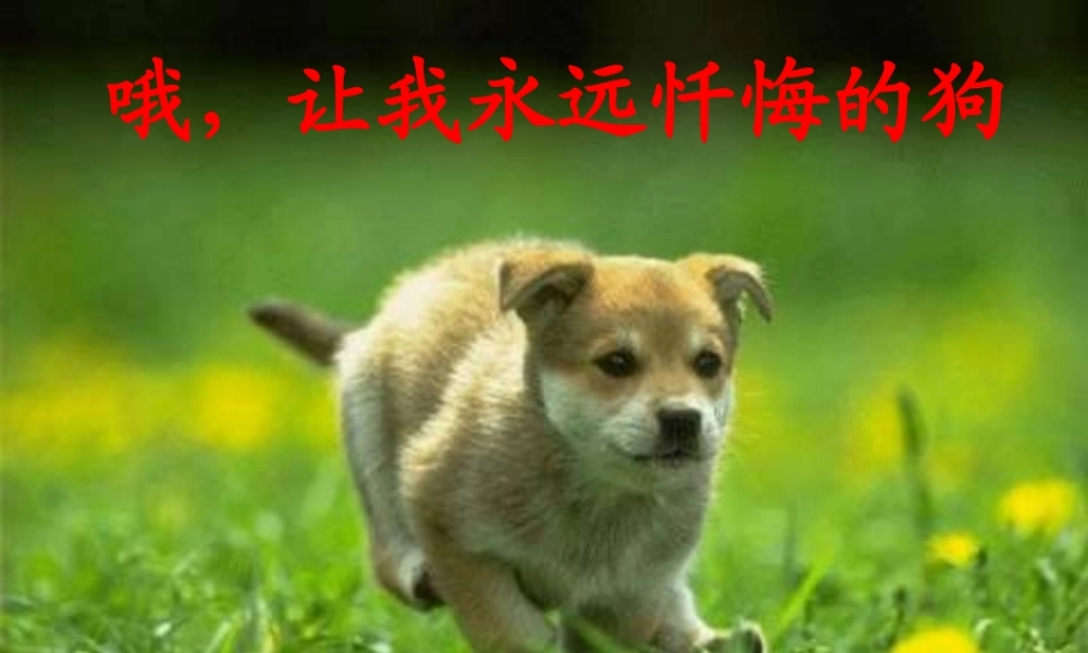 三年级语文下册 第4单元 ，让我永远忏悔的狗》课件6 沪教版-沪教级下册语文课件