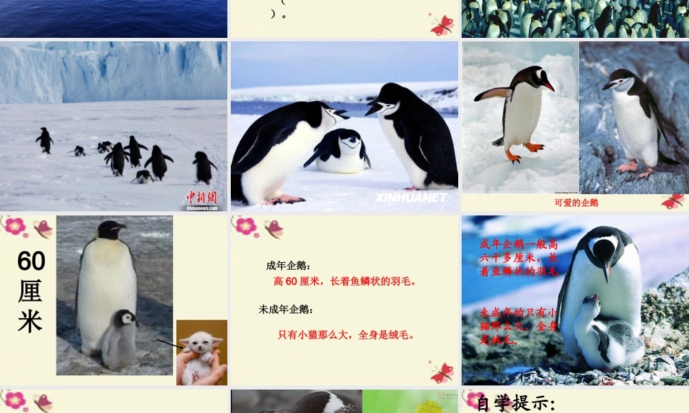 三年级语文下册 第4单元 14《登上企鹅岛》课件1 语文S版-语文S版小学三年级下册语文课件