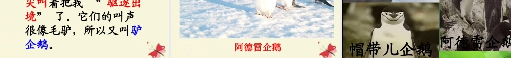 三年级语文下册 第4单元 14《登上企鹅岛》课件1 语文S版-语文S版小学三年级下册语文课件