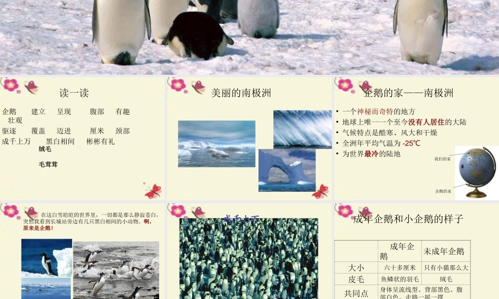 三年级语文下册 第4单元 14《登上企鹅岛》课件2 语文S版-语文S版小学三年级下册语文课件