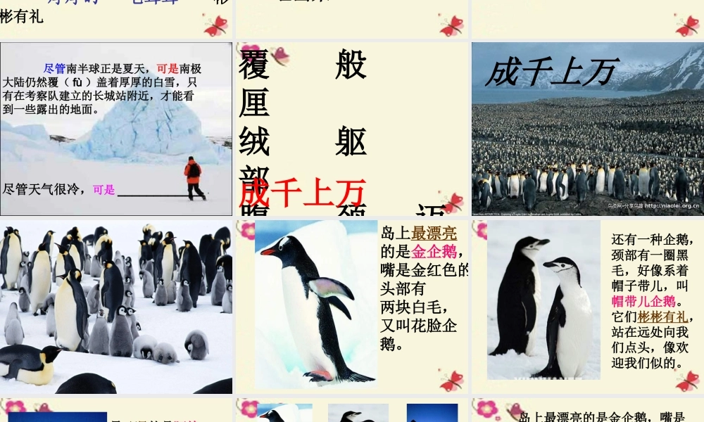 三年级语文下册 第4单元 14《登上企鹅岛》课件3 语文S版-语文S版小学三年级下册语文课件