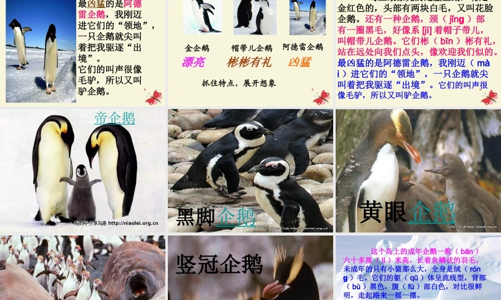 三年级语文下册 第4单元 14《登上企鹅岛》课件3 语文S版-语文S版小学三年级下册语文课件