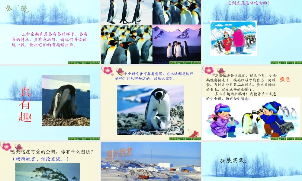 三年级语文下册 第4单元 14《登上企鹅岛》课件7 语文S版-语文S版小学三年级下册语文课件