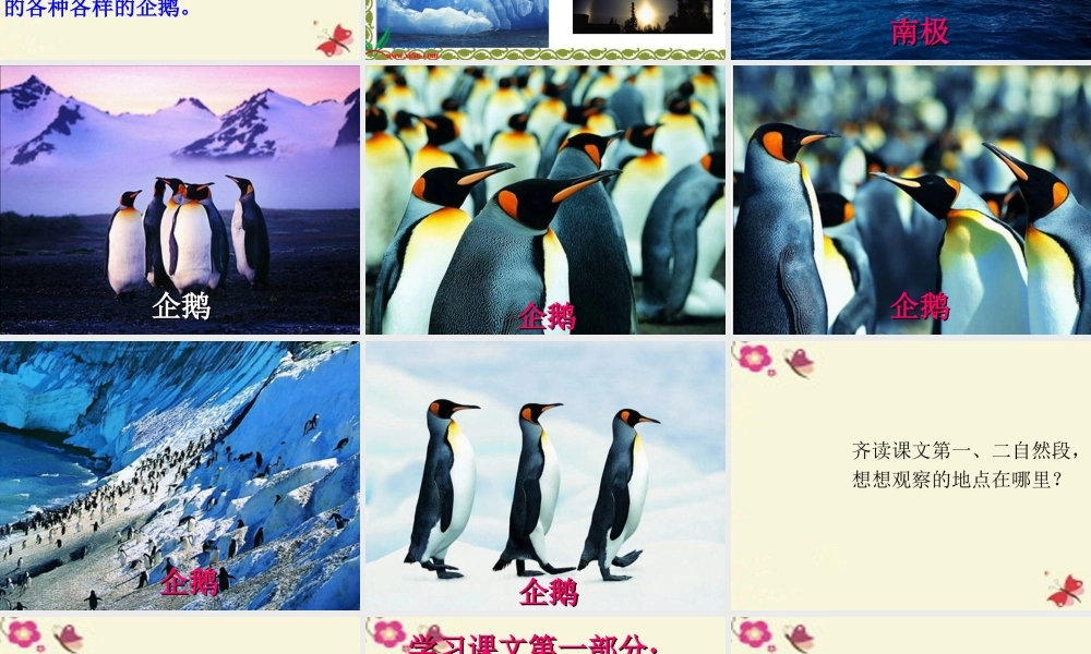 三年级语文下册 第4单元 14《登上企鹅岛》课件9 语文S版-语文S版小学三年级下册语文课件