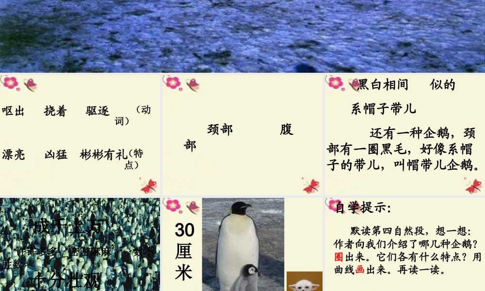 三年级语文下册 第4单元 14《登上企鹅岛》课件10 语文S版-语文S版小学三年级下册语文课件