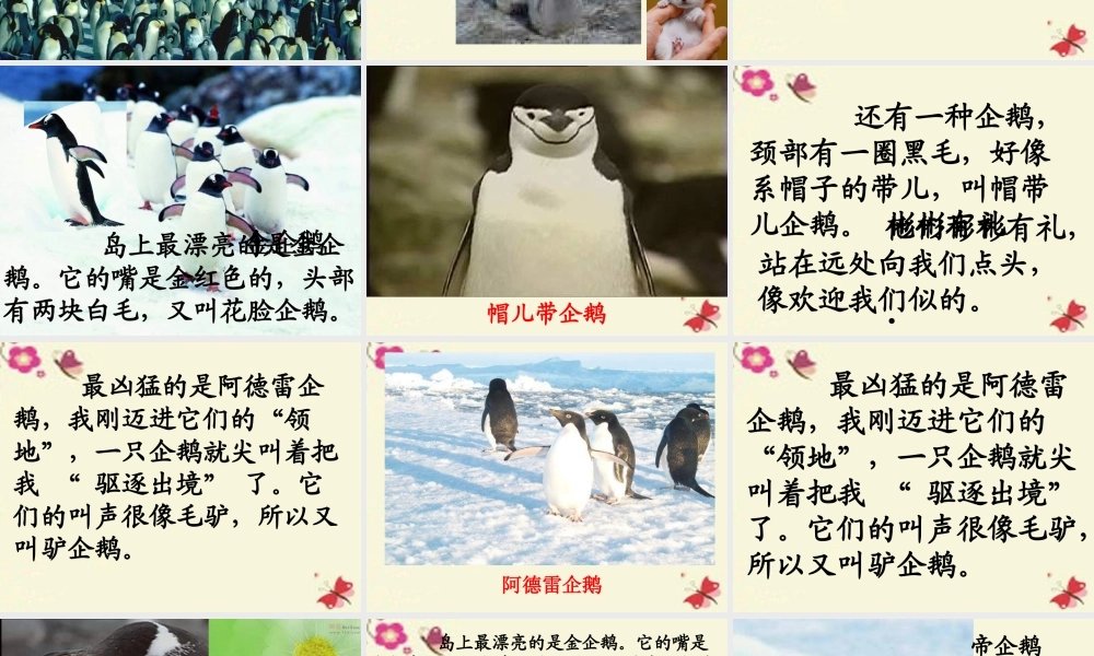 三年级语文下册 第4单元 14《登上企鹅岛》课件10 语文S版-语文S版小学三年级下册语文课件