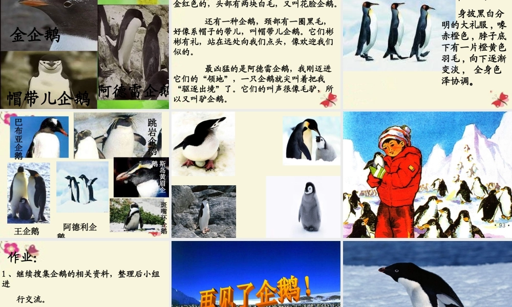 三年级语文下册 第4单元 14《登上企鹅岛》课件10 语文S版-语文S版小学三年级下册语文课件