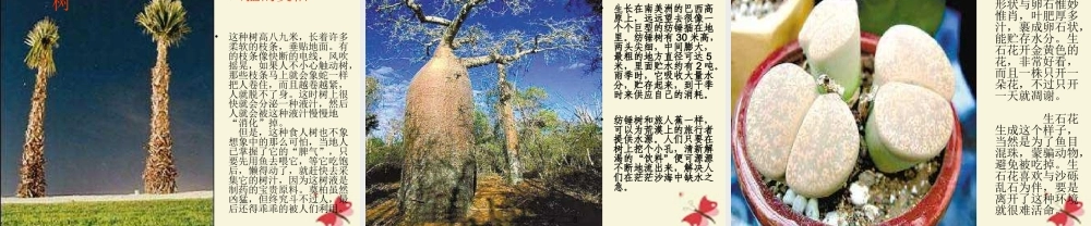 三年级语文下册 第4单元 15《奇异的植物世界》课件2 语文S版-语文S版小学三年级下册语文课件