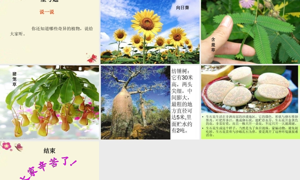 三年级语文下册 第4单元 15《奇异的植物世界》课件3 语文S版-语文S版小学三年级下册语文课件