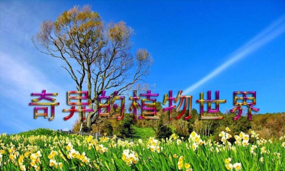 三年级语文下册 第4单元 15《奇异的植物世界》课件5 语文S版-语文S版小学三年级下册语文课件