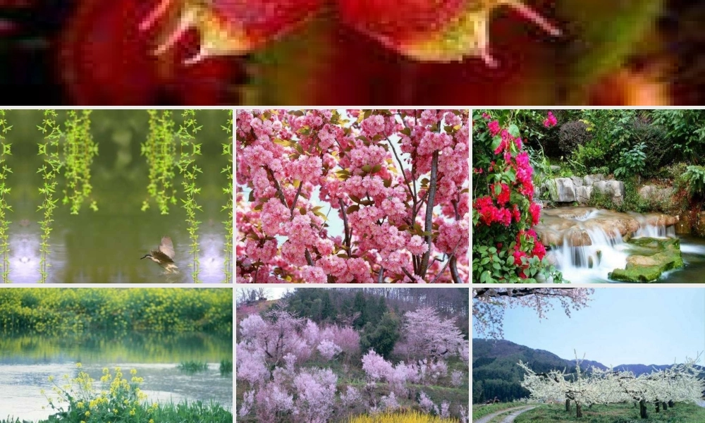 三年级语文下册 第4单元 15《奇异的植物世界》课件6 语文S版-语文S版小学三年级下册语文课件