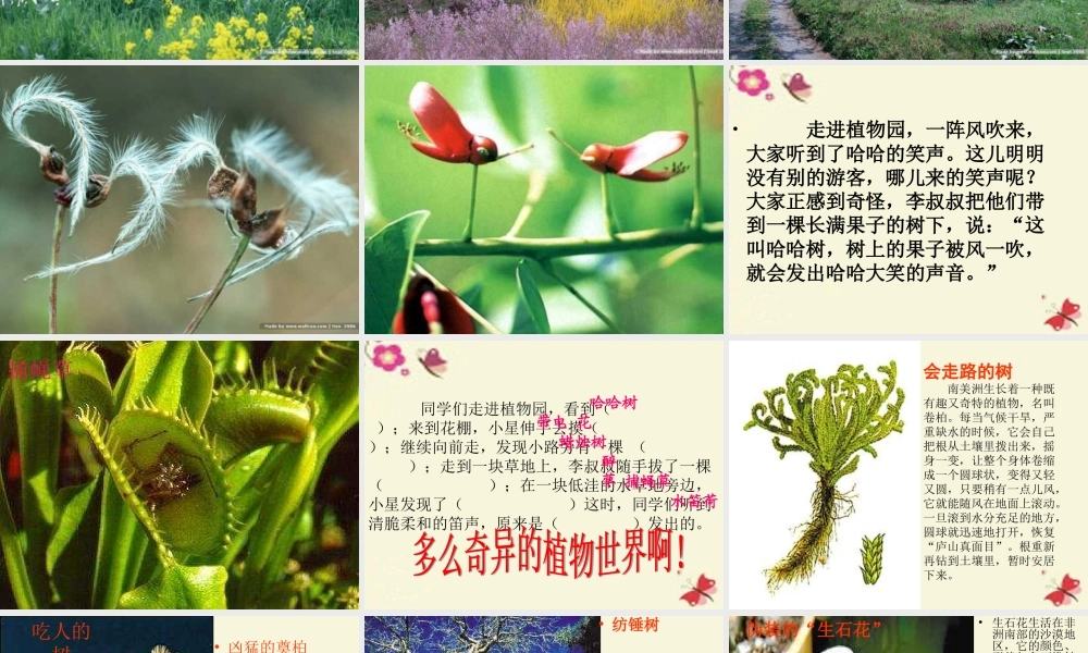 三年级语文下册 第4单元 15《奇异的植物世界》课件6 语文S版-语文S版小学三年级下册语文课件