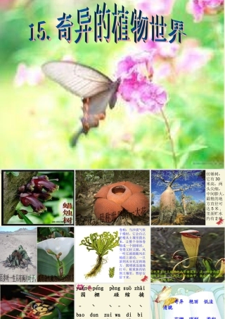 三年级语文下册 第4单元 15《奇异的植物世界》课件7 语文S版-语文S版小学三年级下册语文课件