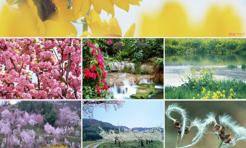 三年级语文下册 第4单元 15《奇异的植物世界》课件8 语文S版-语文S版小学三年级下册语文课件