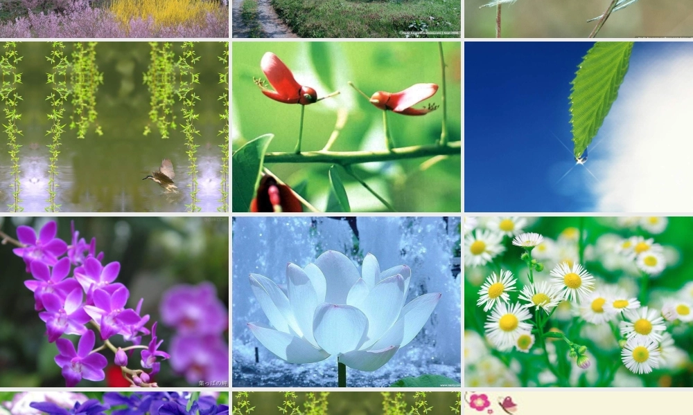 三年级语文下册 第4单元 15《奇异的植物世界》课件8 语文S版-语文S版小学三年级下册语文课件