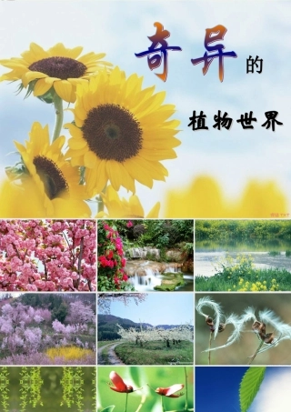 三年级语文下册 第4单元 15《奇异的植物世界》课件8 语文S版-语文S版小学三年级下册语文课件