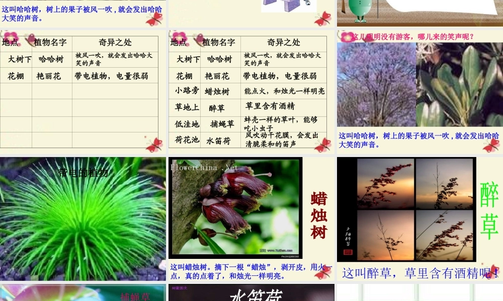 三年级语文下册 第4单元 15《奇异的植物世界》课件9 语文S版-语文S版小学三年级下册语文课件